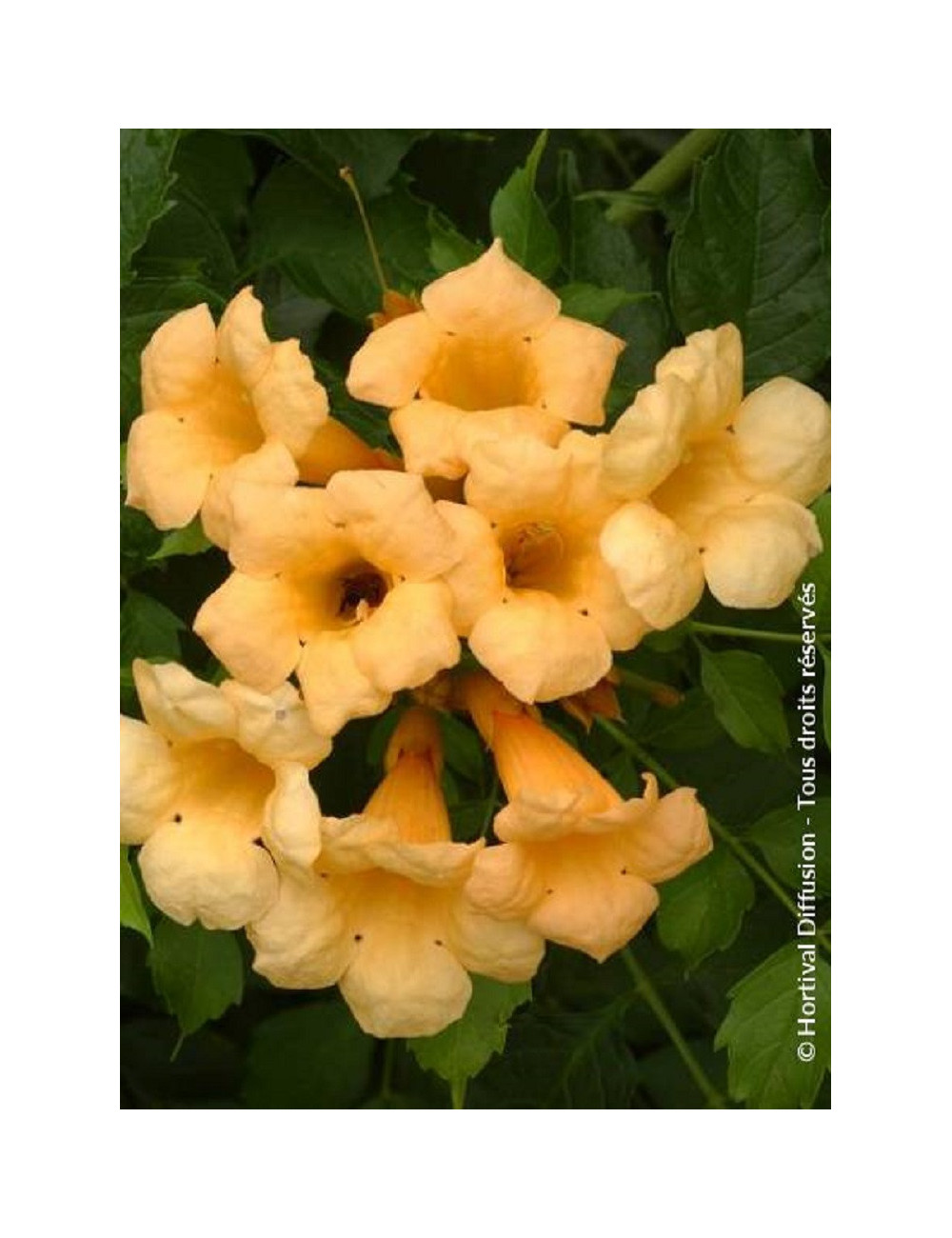 CAMPSIS radicans FLAVA