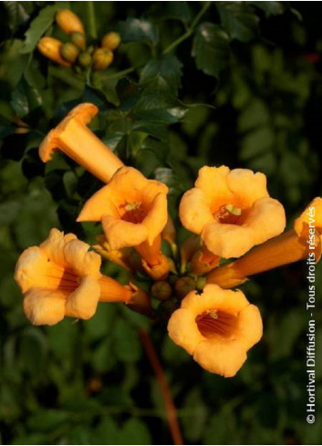 CAMPSIS radicans FLAVA