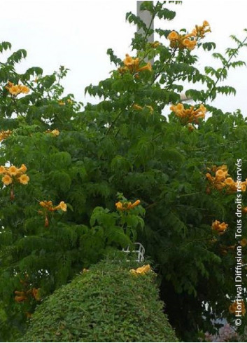 CAMPSIS radicans FLAVA