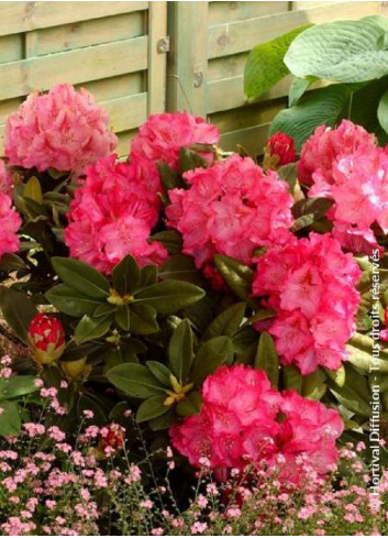 RHODODENDRON CONSTANZE