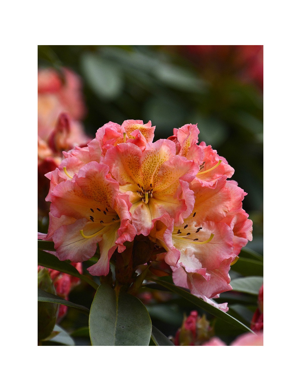 RHODODENDRON SUN FIRE