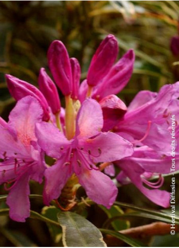 RHODODENDRON ponticum VARIEGATUM