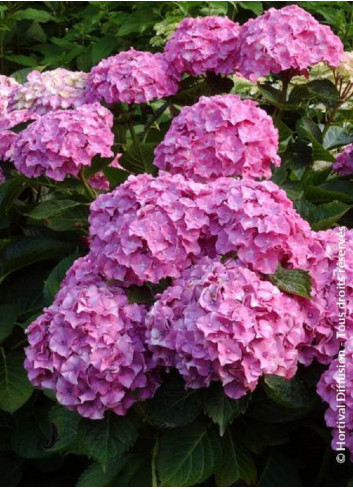 HYDRANGEA BENELUX ROSE