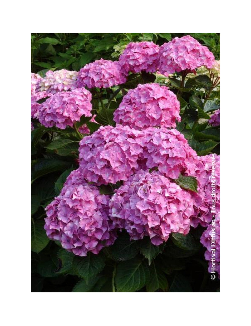 HYDRANGEA BENELUX ROSE