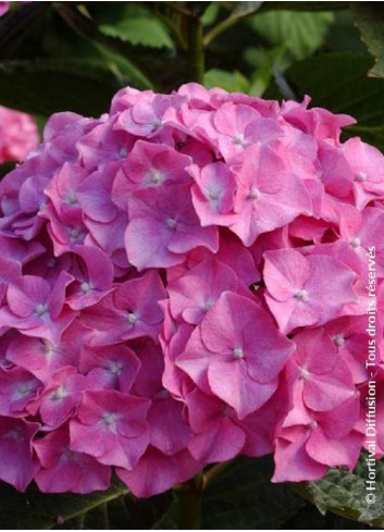 HYDRANGEA BENELUX ROSE