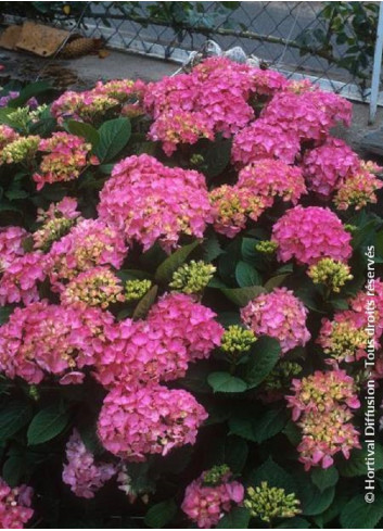 HYDRANGEA BENELUX ROSE