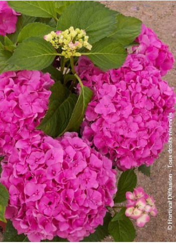 HYDRANGEA FREUDENSTEIN