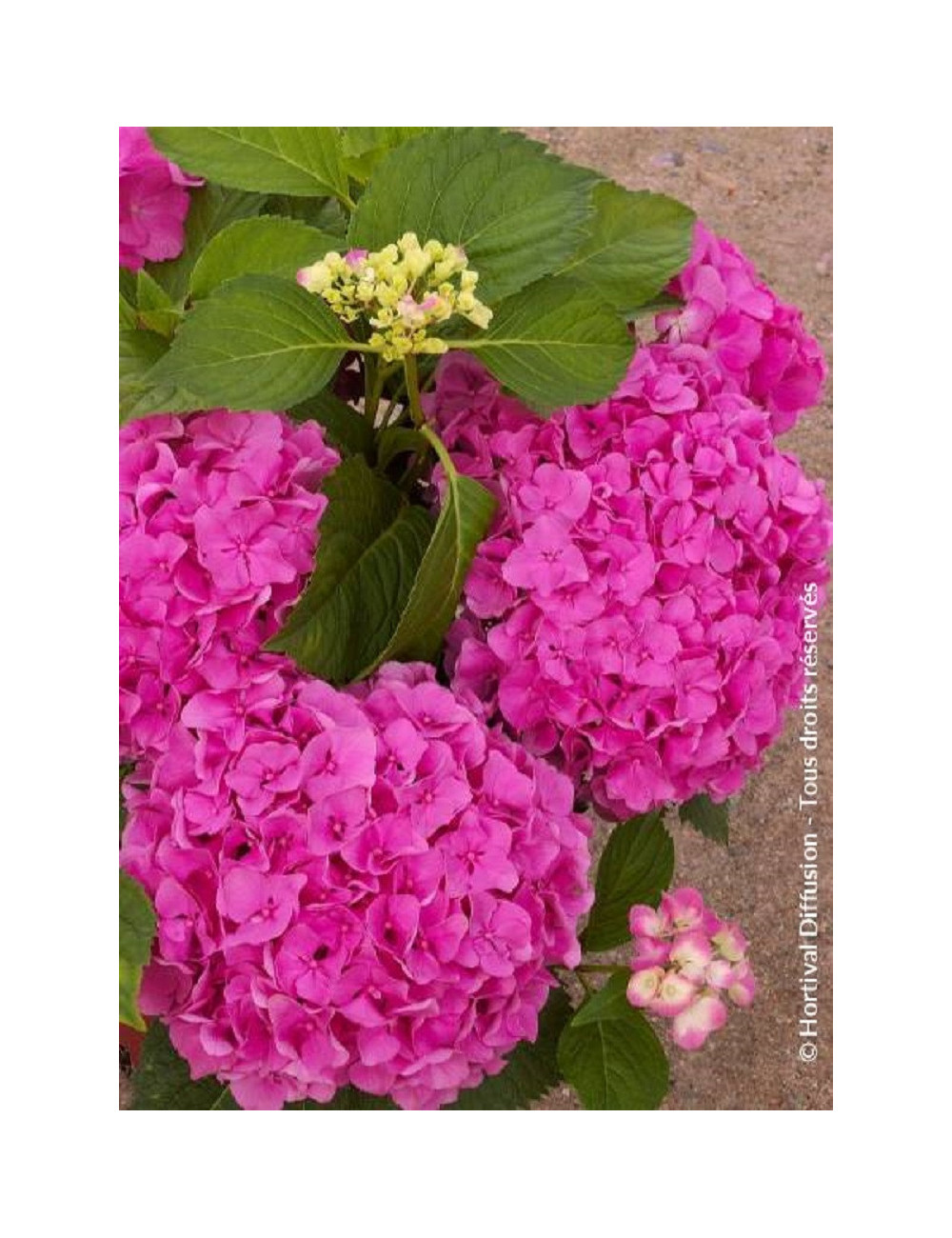 HYDRANGEA FREUDENSTEIN