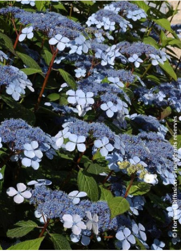 HYDRANGEA serrata BLUEBIRD