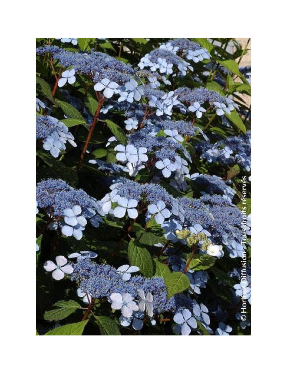 HYDRANGEA serrata BLUEBIRD