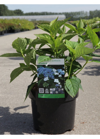 HYDRANGEA serrata BLUEBIRD En pot de 3-4 litres