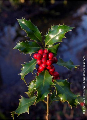 ILEX aquifolium ALASKA