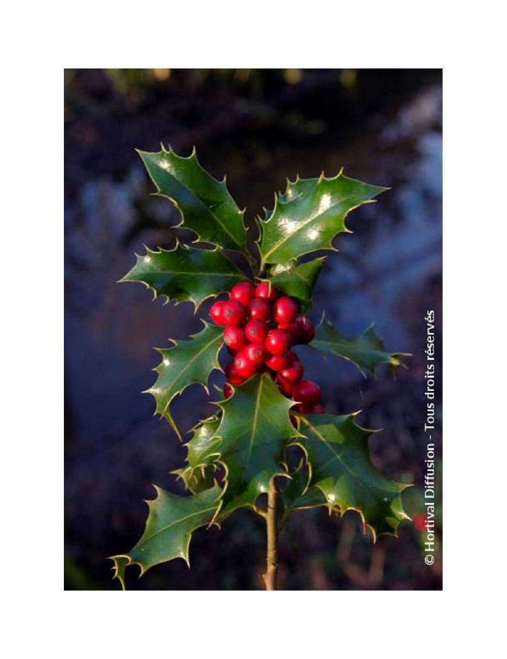 ILEX aquifolium ALASKA