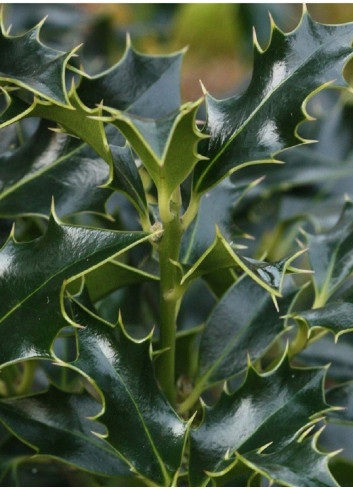 ILEX aquifolium ALASKA