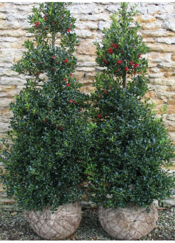 ILEX aquifolium ALASKA