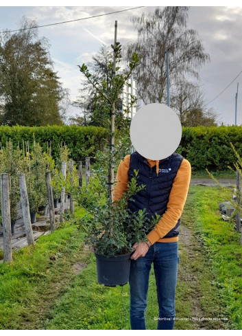 ILEX aquifolium ALASKA En pot de 7-10 litres