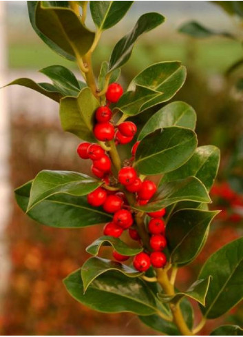 ILEX aquifolium J.C.VAN TOL