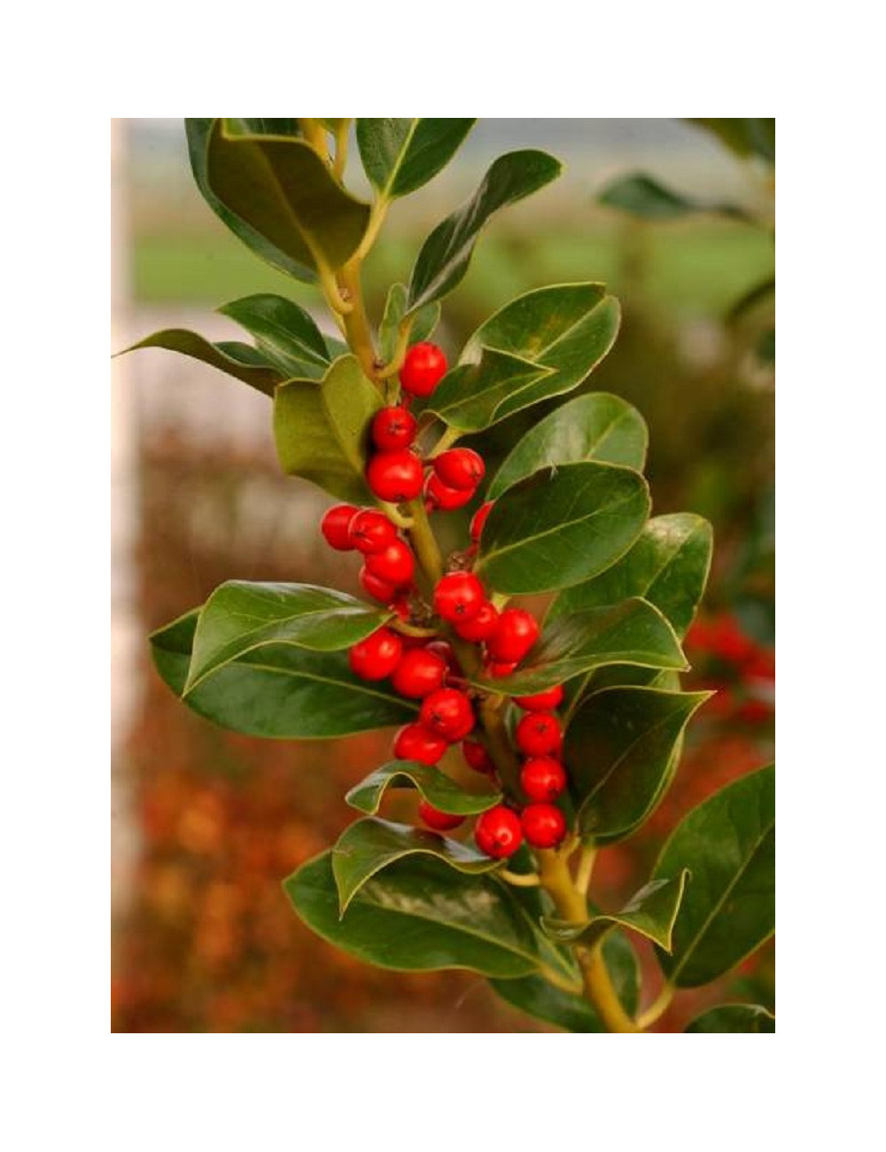 ILEX aquifolium J.C.VAN TOL