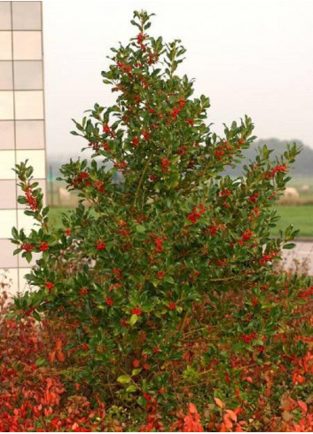 ILEX aquifolium J.C.VAN TOL