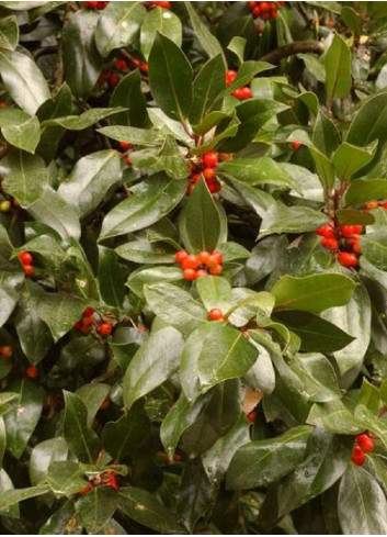 ILEX aquifolium J.C.VAN TOL