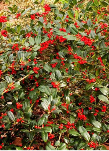 ILEX aquifolium J.C.VAN TOL