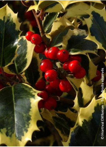 ILEX aquifolium MADAME BRIOT