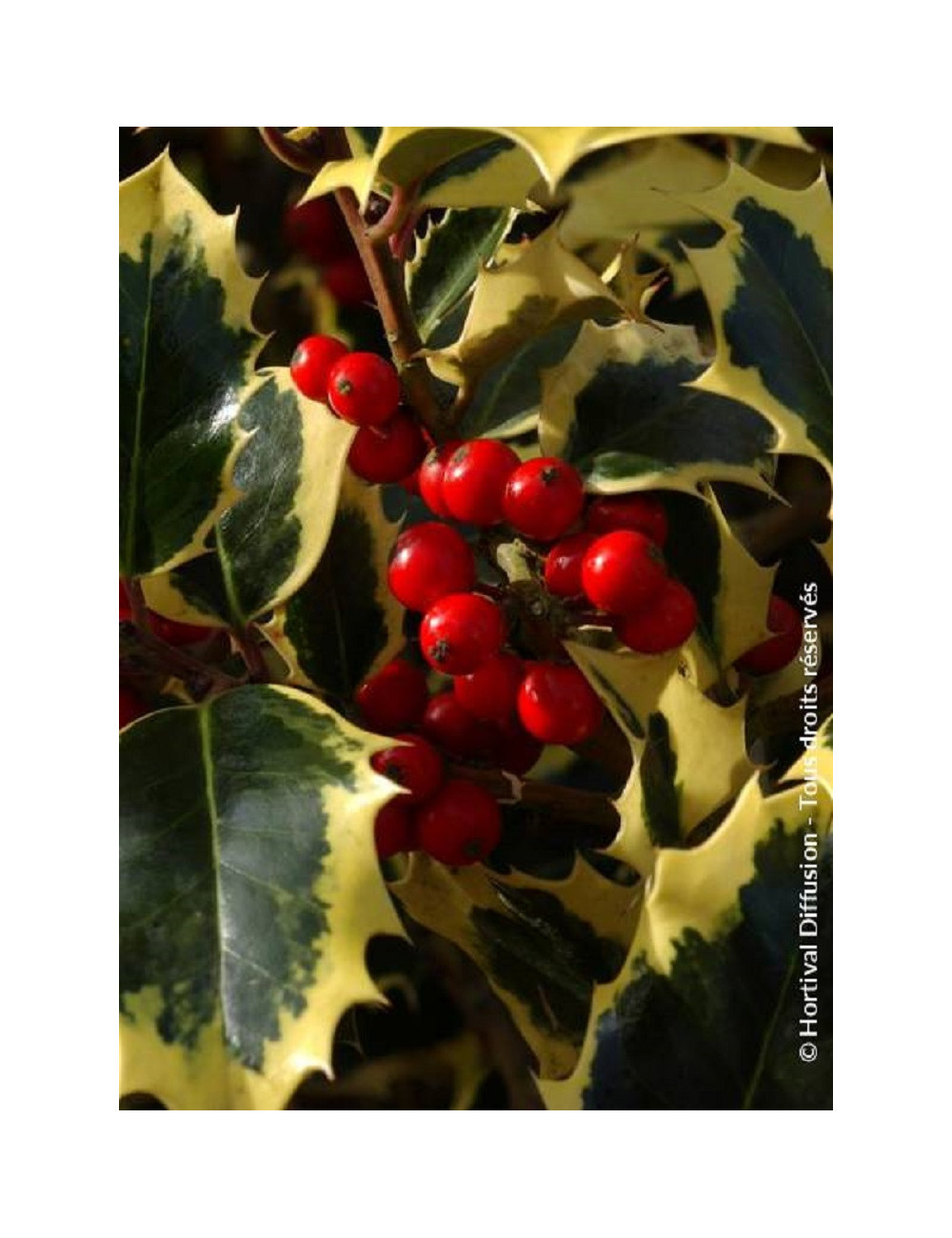 ILEX aquifolium MADAME BRIOT