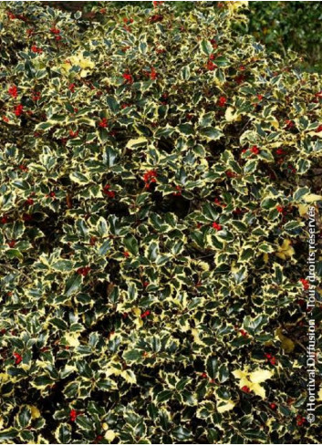 ILEX aquifolium MADAME BRIOT