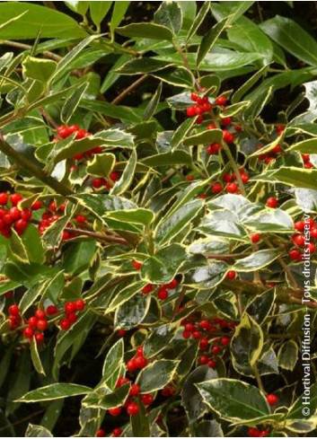 ILEX aquifolium MADAME BRIOT