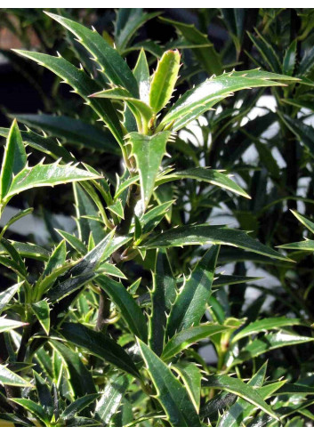 ILEX aquifolium MYRTIFOLIA