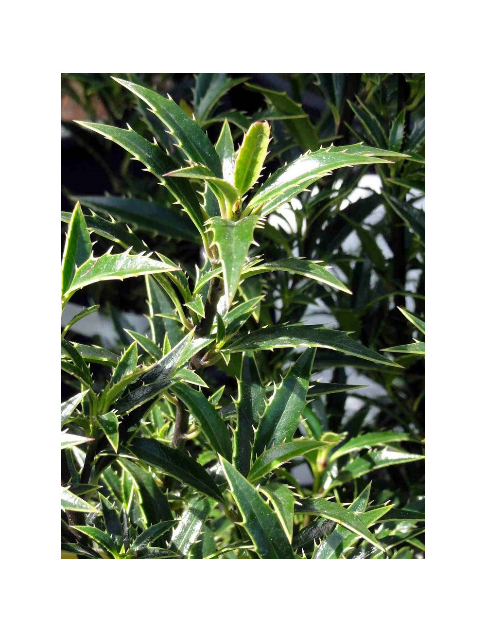 ILEX aquifolium MYRTIFOLIA