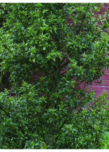 ILEX aquifolium MYRTIFOLIA