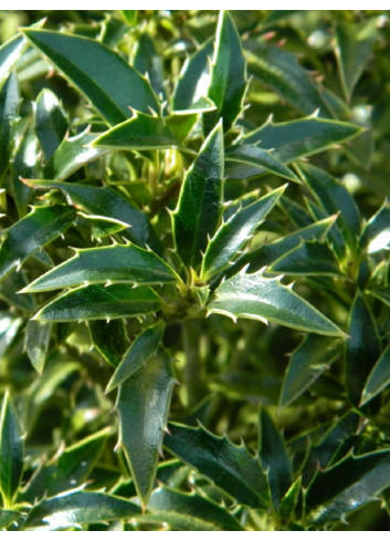 ILEX aquifolium MYRTIFOLIA