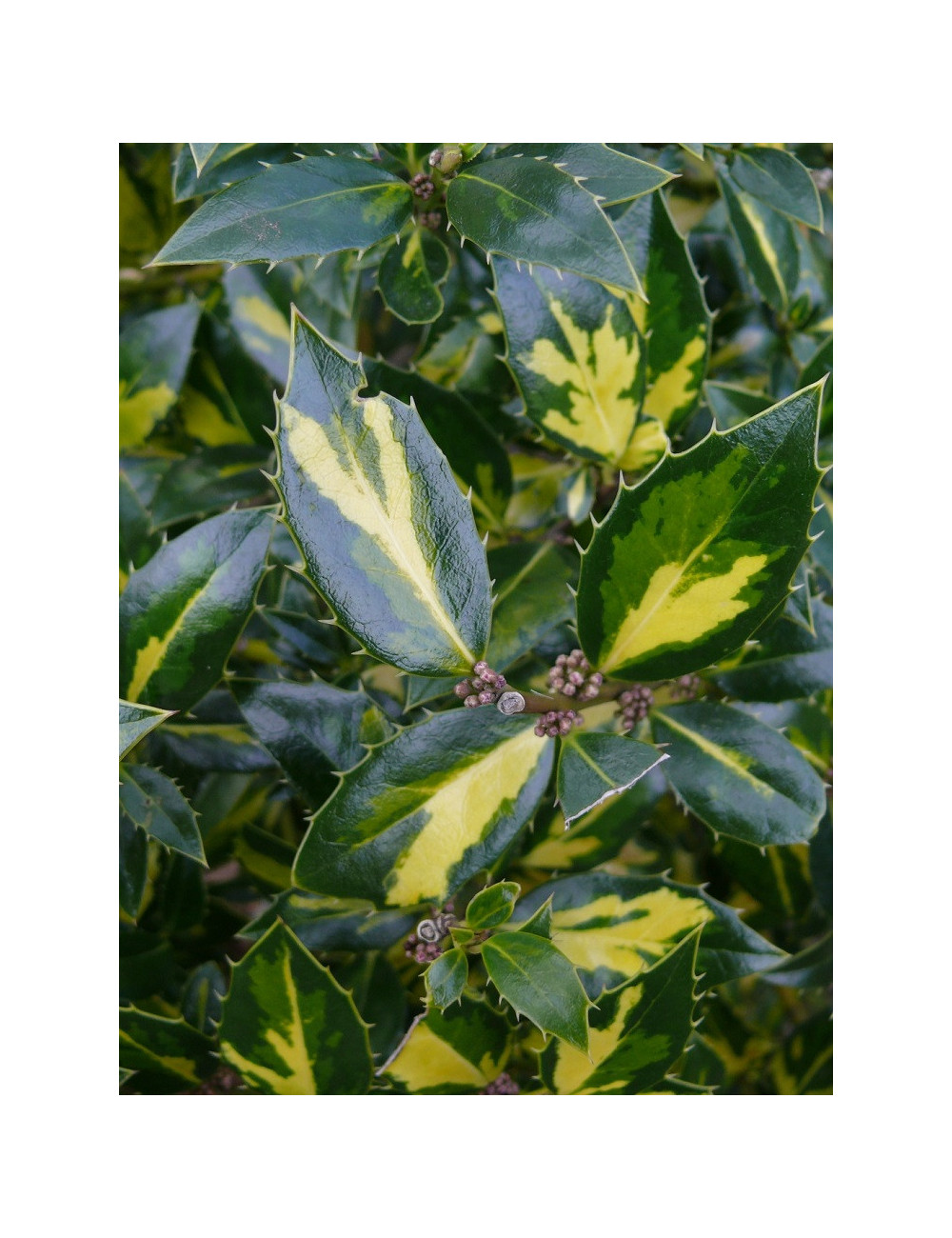 ILEX aquifolium MYRTIFOLIA AUREA MACULATA