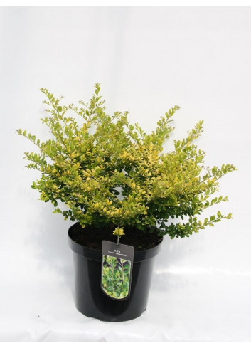 ILEX crenata GOLDEN GEM