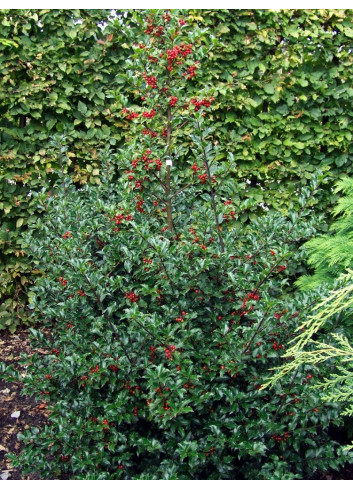 ILEX meserveae BLUE PRINCESS