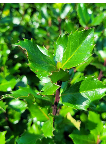 ILEX meserveae BLUE PRINCE