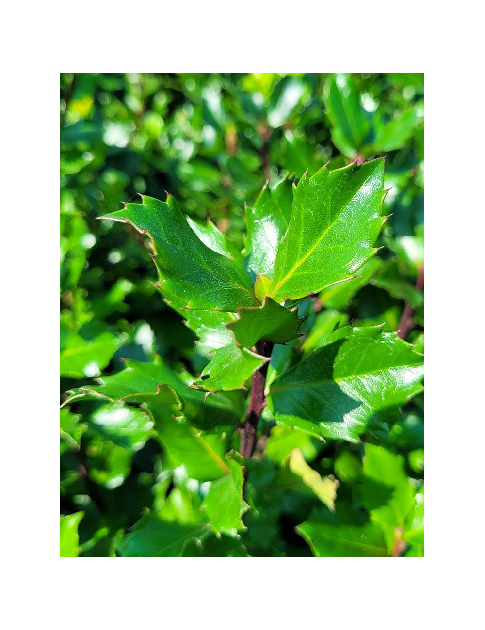 ILEX meserveae BLUE PRINCE