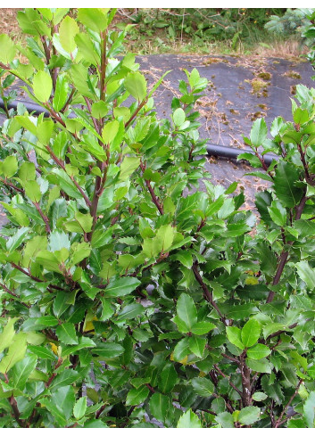 ILEX meserveae BLUE PRINCE