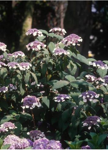 HYDRANGEA aspera SARGENTIANA