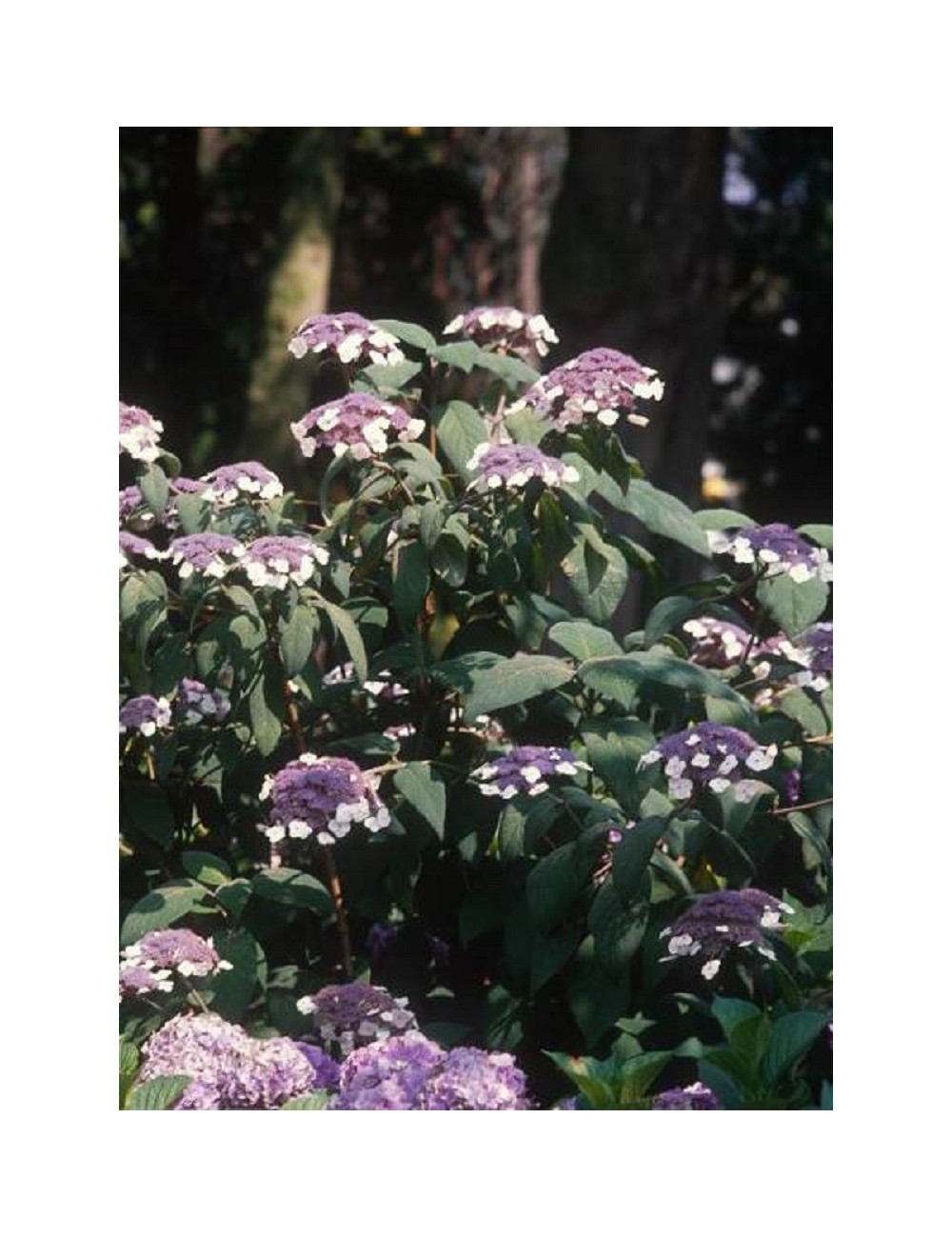 HYDRANGEA aspera SARGENTIANA