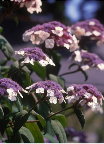 HYDRANGEA aspera SARGENTIANA