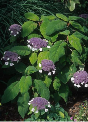 HYDRANGEA aspera SARGENTIANA