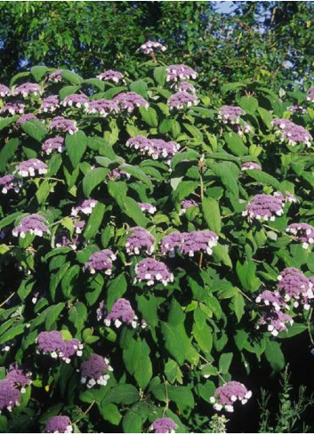 HYDRANGEA aspera SARGENTIANA