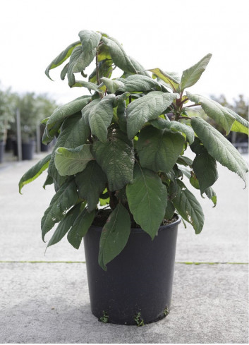 HYDRANGEA aspera SARGENTIANA En pot de 15-20 litres