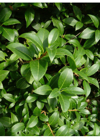 OSMANTHUS burkwoodii