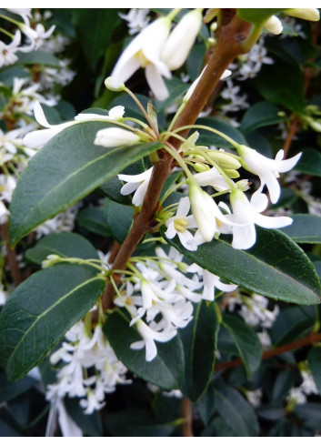 OSMANTHUS burkwoodii