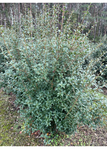 OSMANTHUS burkwoodii