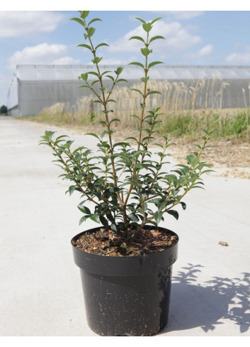 OSMANTHUS burkwoodii En pot de 4-5 litres