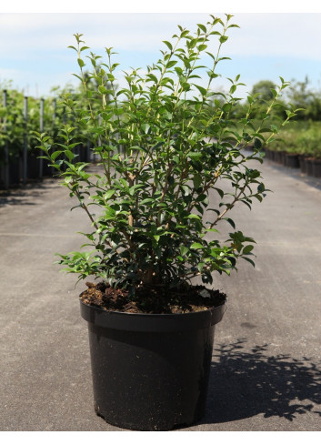 OSMANTHUS burkwoodii En pot de 7-10 litres